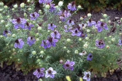 Picture of Nigella Miss Jekyll Type - Oxford Blue